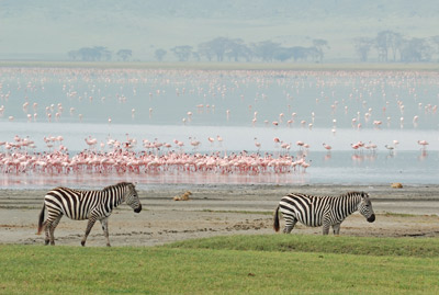 Zebras and Flamingos