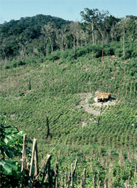 Agriculture-related deforestation