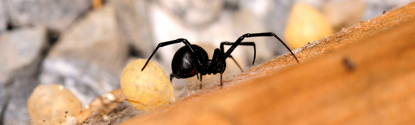 The Western Black Widow Spider: From Desert Predator to Urban Pest